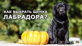 Как выбрать щенка лабрадора |  Выбор щенка лабрадора-ретривера