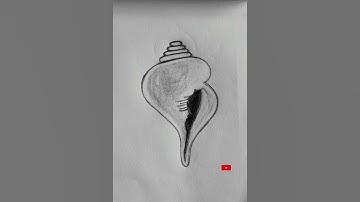 Conch shell pencil drawing #shorts #drawing #art #conchshell #creativevok