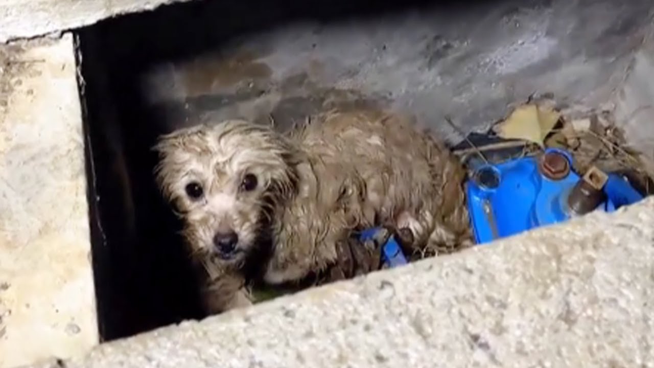A Stray Dog Hid In The Sewer, Shivering And Soaking Wet. - YouTube