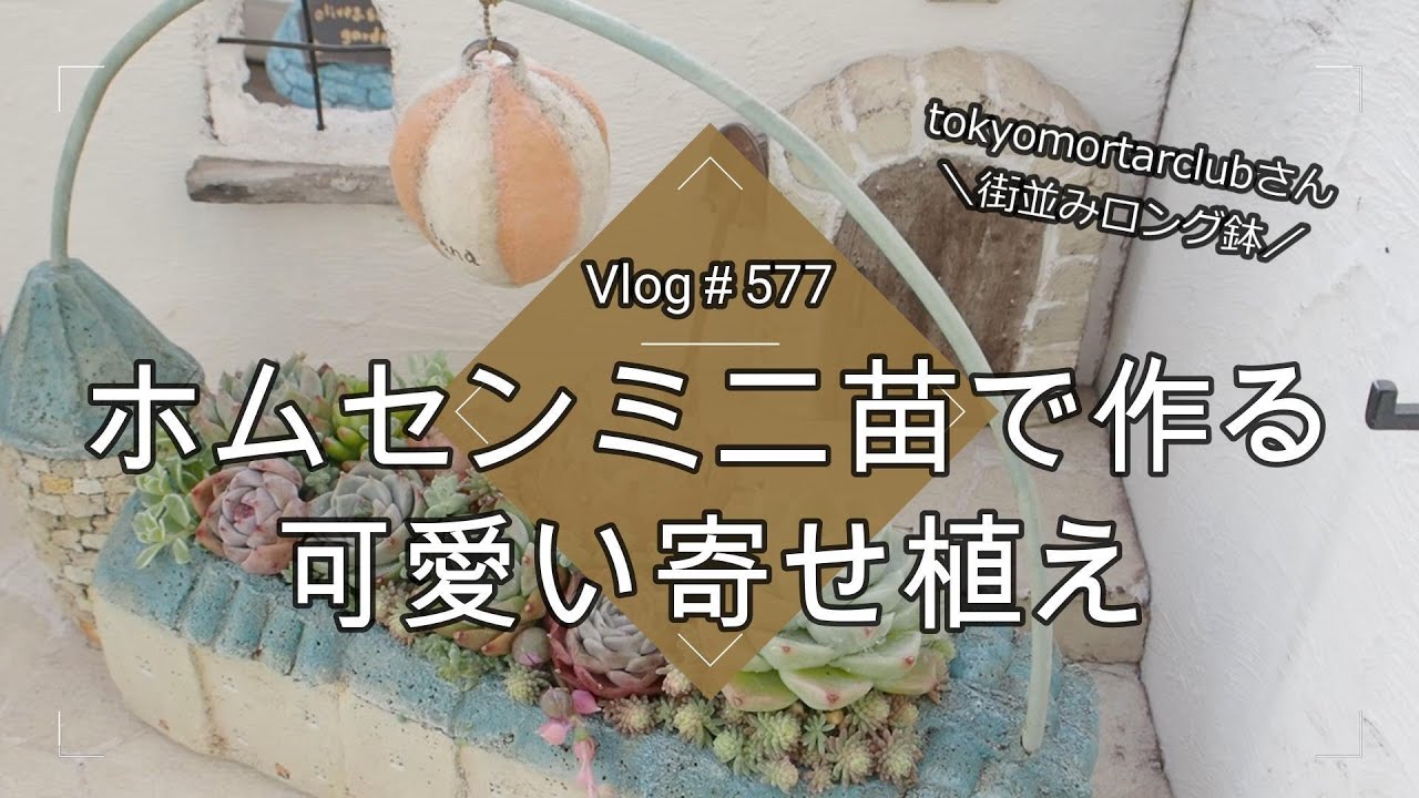 Vlog577] [Succulents] Cute plant arrangements made with mini