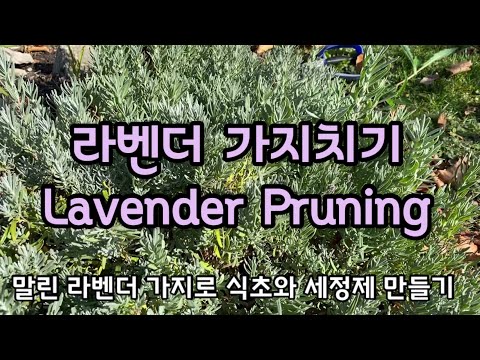 라벤더가을 가지치기/라벤더식초 만들기/천연 유리세정제 만들기 Lavender Pruning/Lavender Vinegar/all natural glass cleaner
