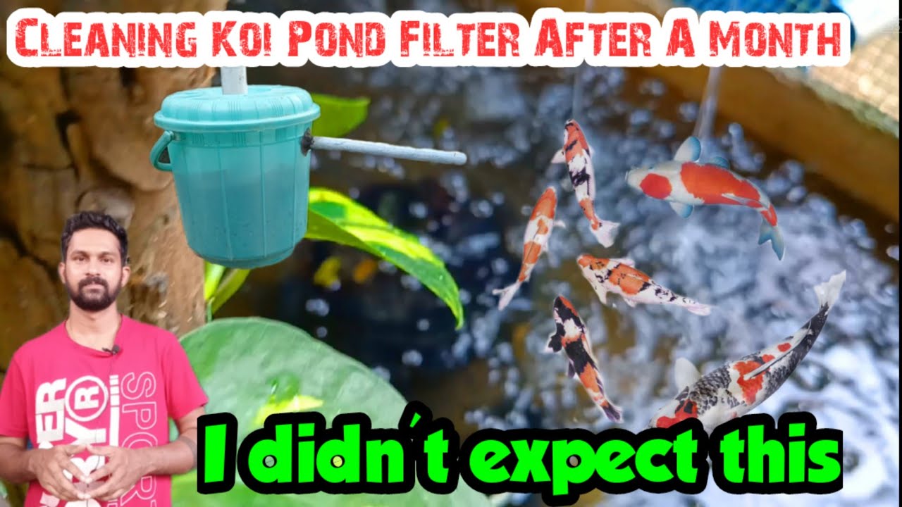 Cleaning Koi Pond Filter After A Month Karthick's Aviary YouTube