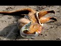 Unbelievable! King Cobra Kills Mongoose With Powerful Bite - Mongoose Vs Snake