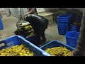 flower drying machine