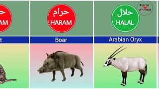 Halal and haram animals 🐕🐩