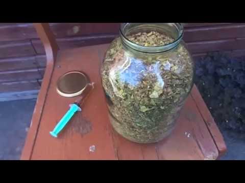 Ферментация табака своего урожая в домашних условиях.