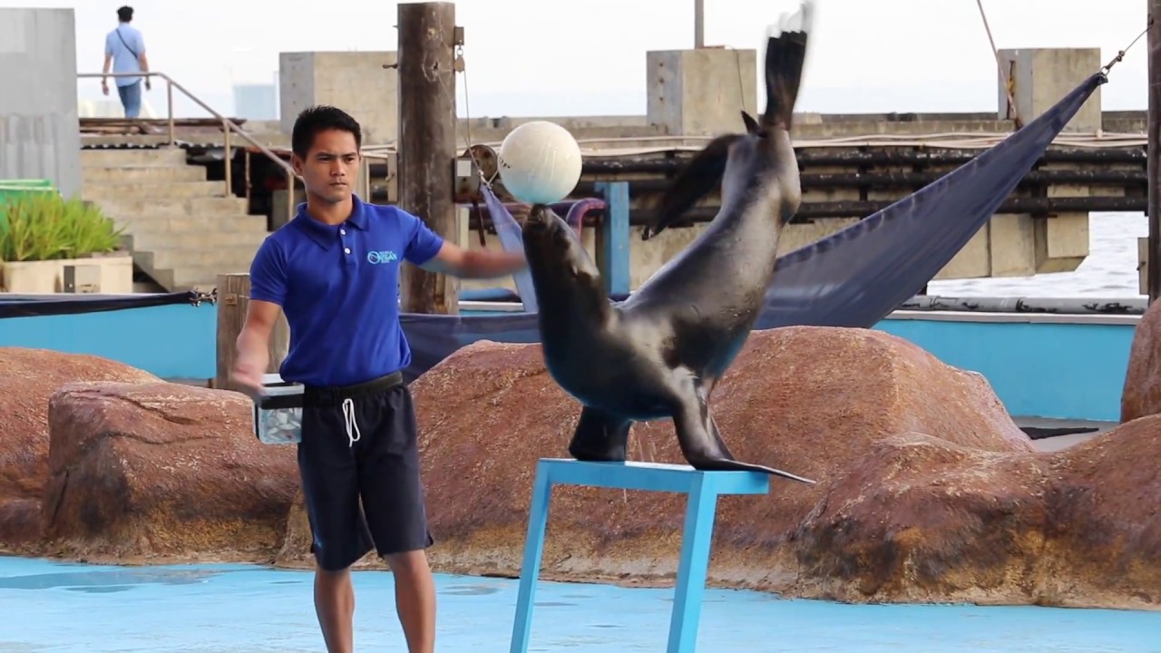 Vlog #10 - Sea Lion Show - Manila Ocean Park - Philippines