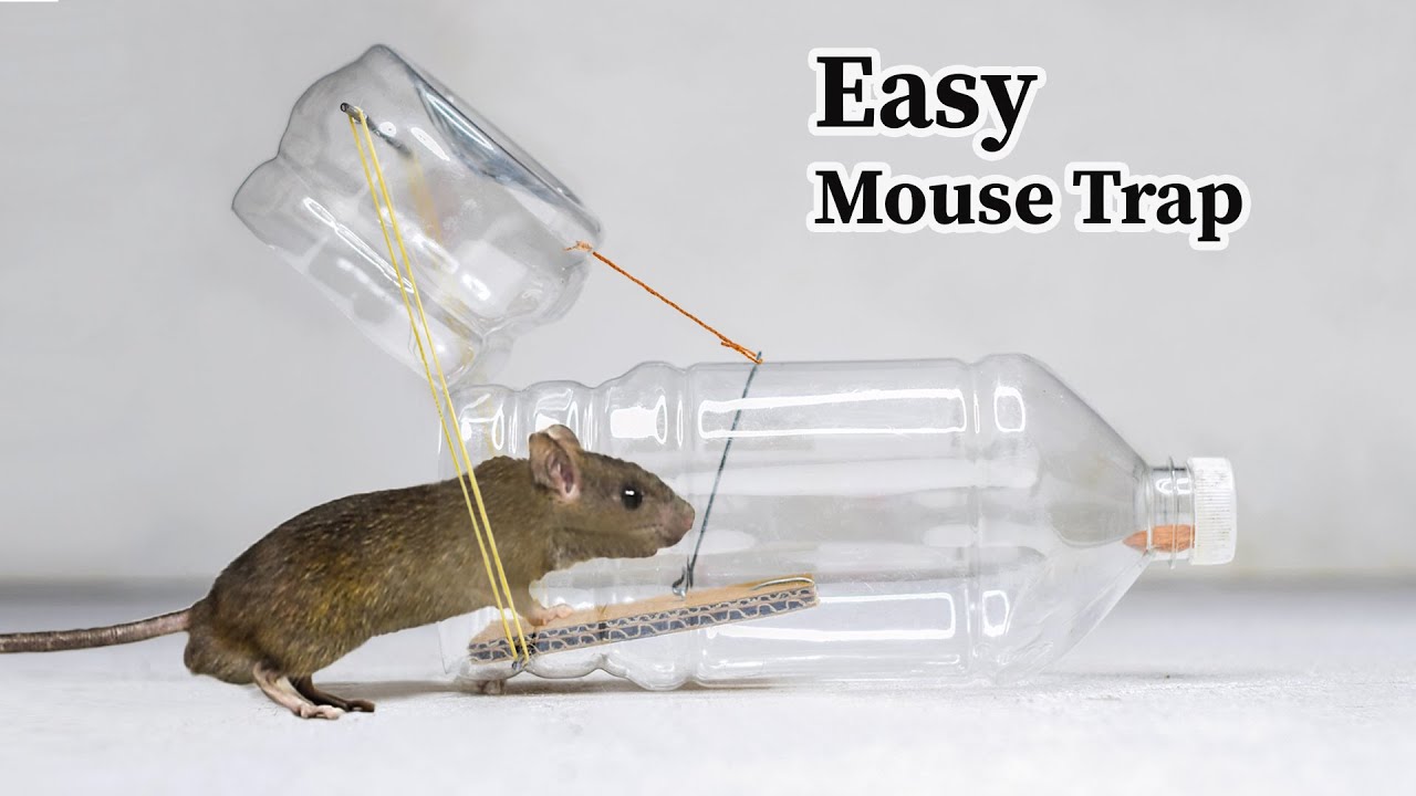 Water Bottle MouseRat Trap  HOW to MAKE MOUSE TRAP using PLASTIC BOTTLE