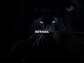 The Panther Is More Than Just a Black Cat😮🐆 #animalfacts #animalshorts #facts #funfacts