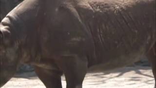 上野動物園(2008/04/06)