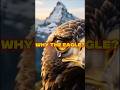 The Dark Truth Behind Why Nations Choose the Eagle 🦅