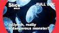 The Fascinating World of Jellyfish ile ilgili video