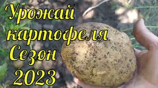 Сезон 2023. Урожай картофеля Пикассо, Королева Анна, Беллароза, Коломбо.