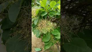 Scumpie(Cotinus coggygria) , 14.06.2023