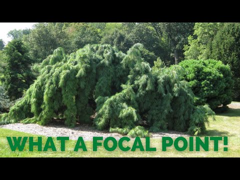 Video: What Is A Weeping White Pine: Pendula White Pine Care and Information