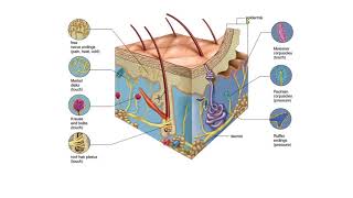 chapter one section one lect2 (epithelial tissue, connective tissue, organ and organ system)