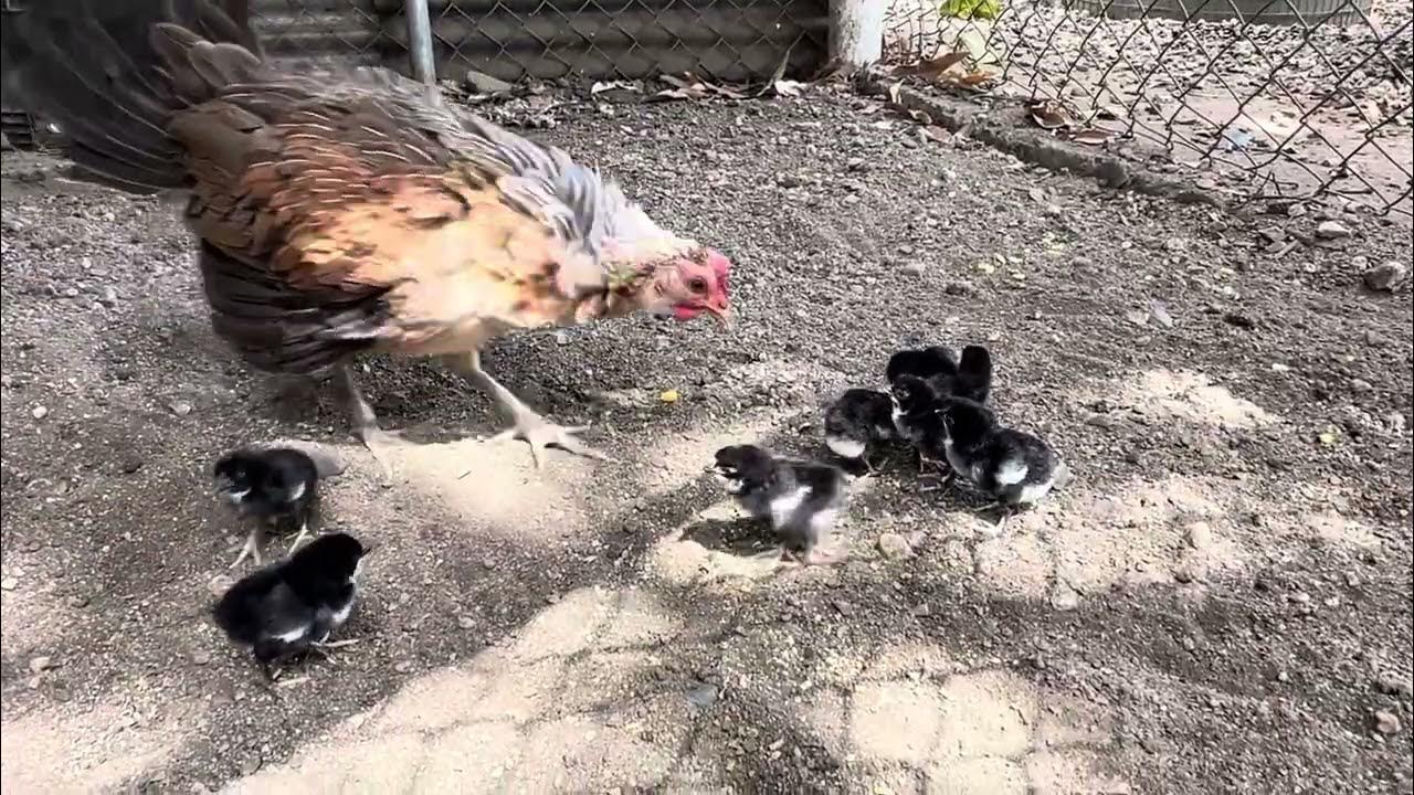 Giros prietos 1/4 navajeros. YouTube