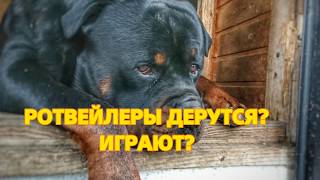 РОТВЕЙЛЕРЫ И ПТИЦЫ ПОЧУЯЛИ ВЕСНУ. РОТВЕЙЛЕРЫ И ПТИЦЫ ПОЧУЯЛИ ВЕСНУ.