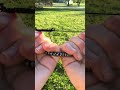 hemitite faceted RTZN bracelet