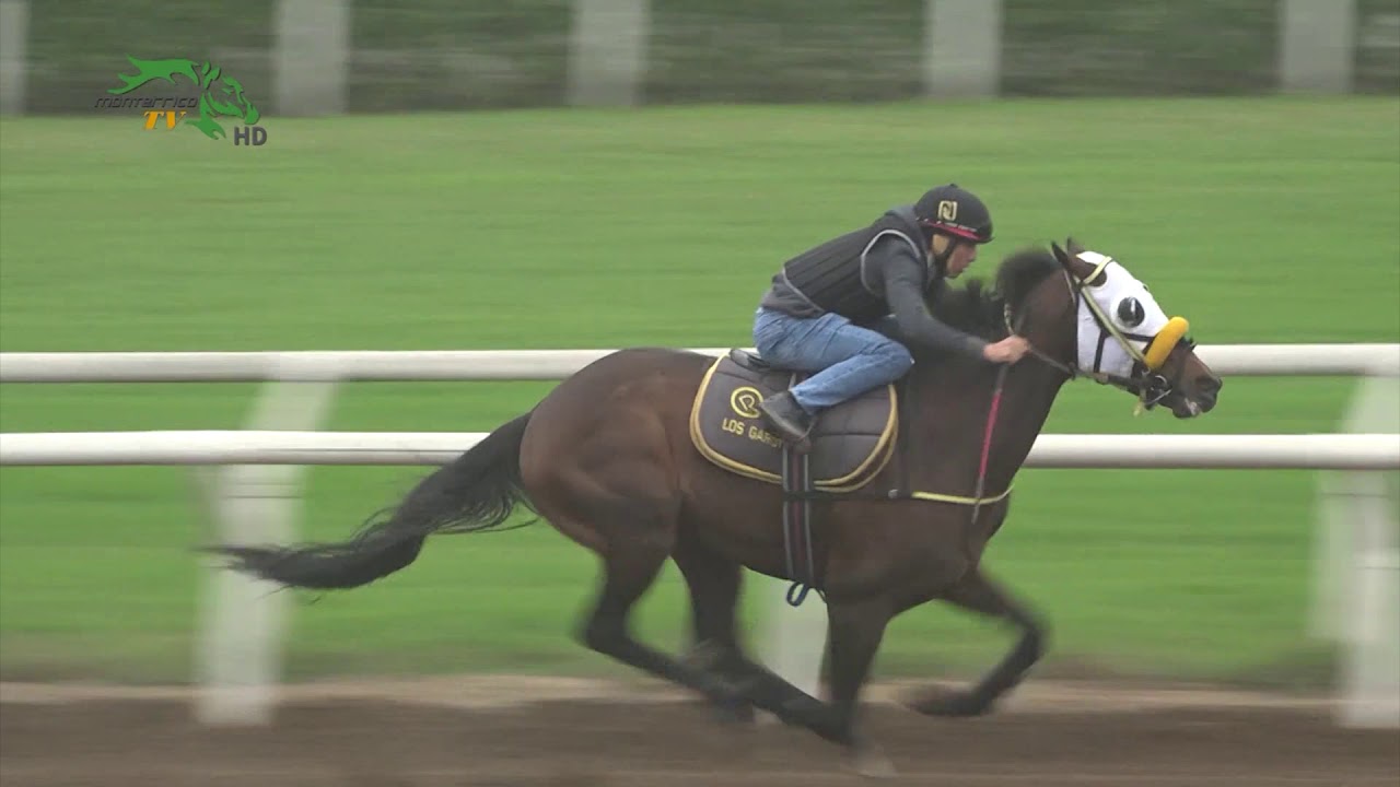 Mañanas de Aprontes - 07.08.2019 jockey club del perú facebook