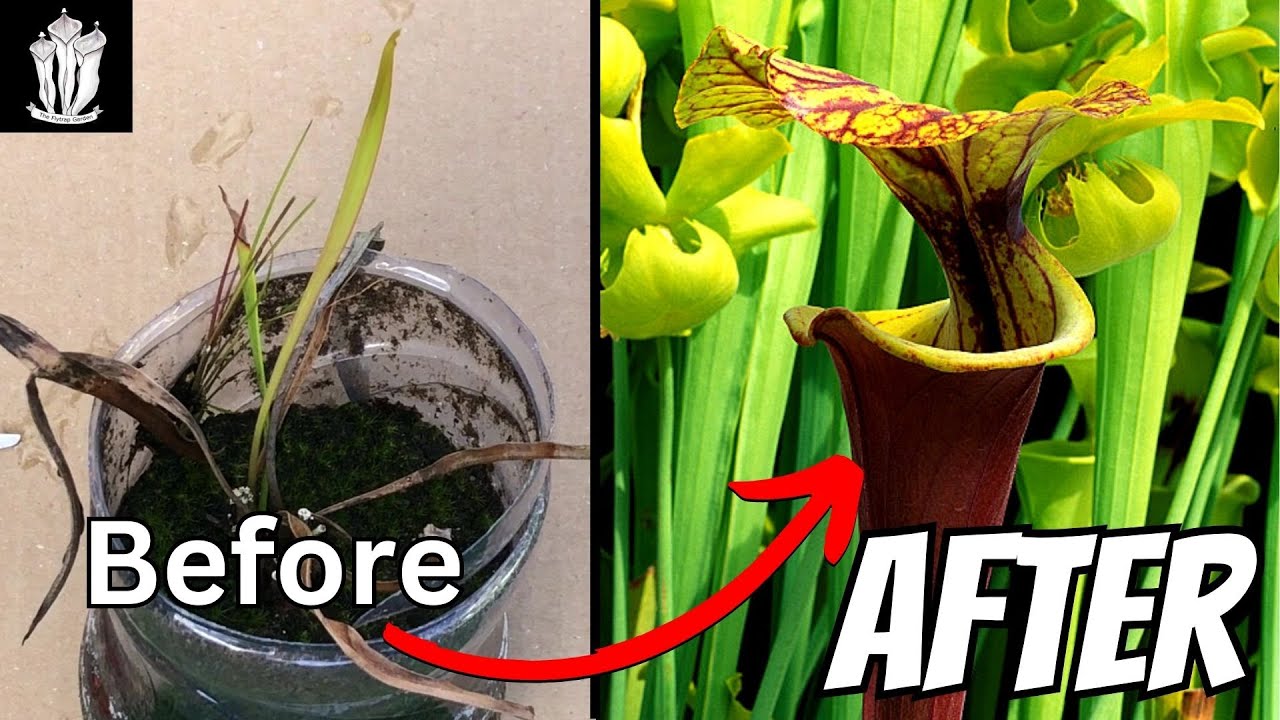 Saving Our Garbage Carnivorous Plant - Sarracenia