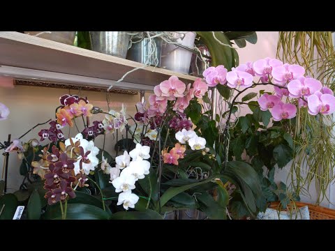 Орхидеи ЗАЦВЕТЕЮТ и ЗАЦВЕТАЮТ.  Orchids BLOOM and BLOOM.