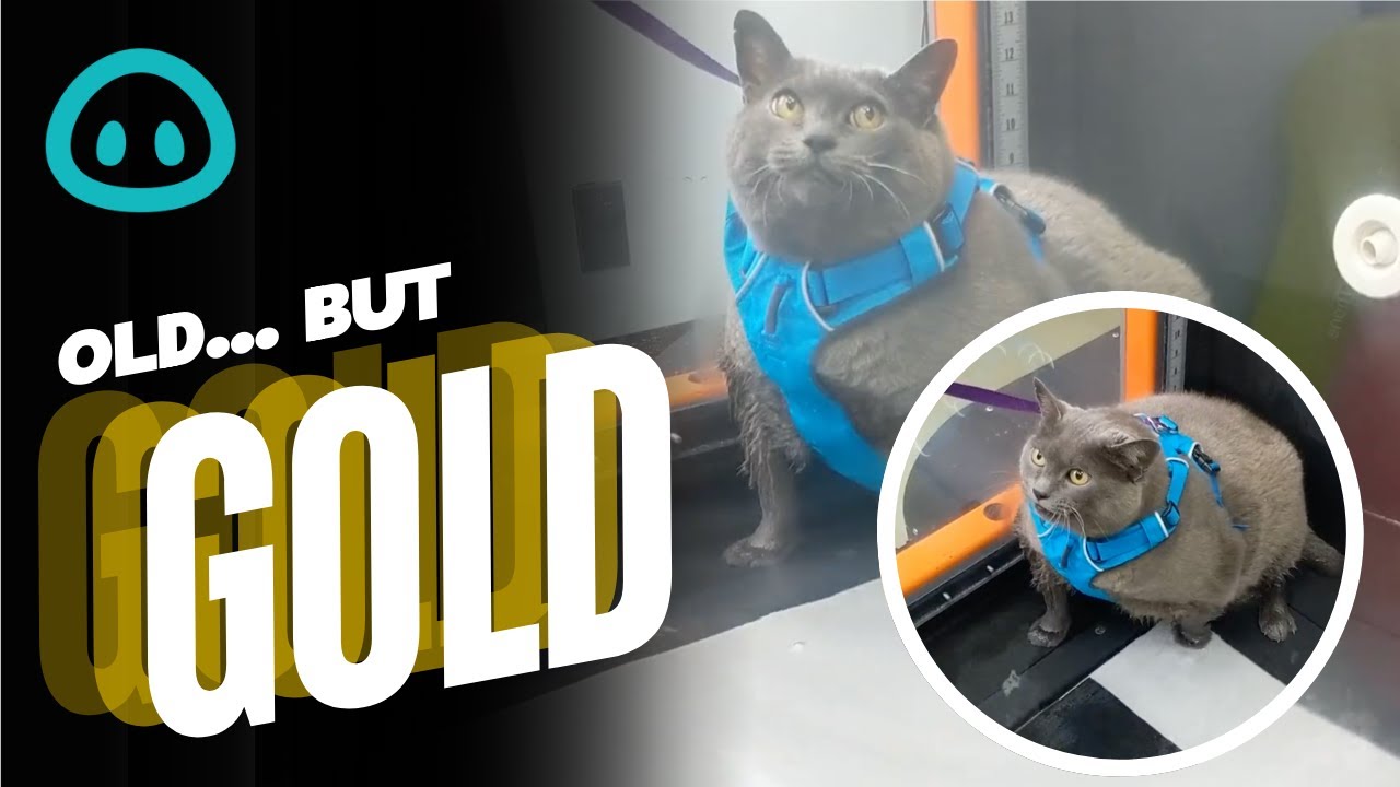 Cat DISLIKES Water Therapy Workout || ViralHog