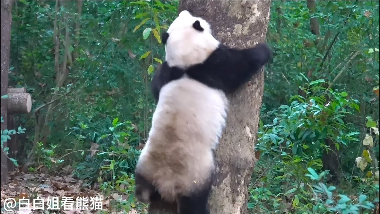 哈哈好消息！花花要上春晚啦！侧翻前空翻后空翻！各种翻！嗨翻全场😂😂 - YouTube