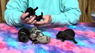 Mystic new born puppies (3/22/24) posted March 26, 2024 by WindyHillKennelcg 392 views 3 weeks ago 3 minutes, 7 seconds