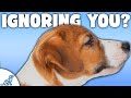 5 Reasons Your Dog STILL ISN'T Listening To You!