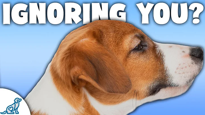 5 Reasons Your Dog STILL ISN'T Listening To You!