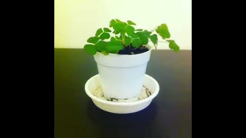 Best way to capture your plants.... in 360 view