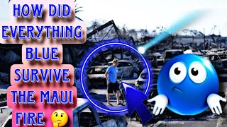 The Fact That Everthing Blue Survived The Maui Wild Fires Just Doesnt Sit Right With Me ‼️🤯🤔