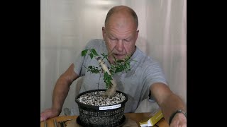 Neuneinhalb Wochen mit dem Liguster