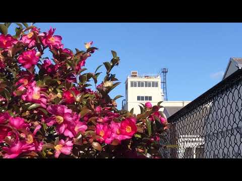浜松 ミュージックサイレン最終日 12時 ヤマハ本社から 菩提樹