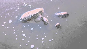 Capital Naturalist: Snapping Turtles Mating