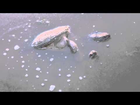 Capital Naturalist: Snapping Turtles Mating