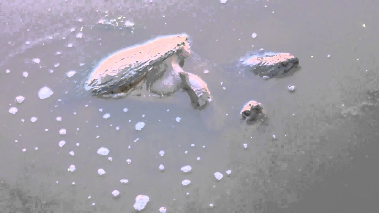Capital Naturalist: Snapping Turtles Mating - YouTube