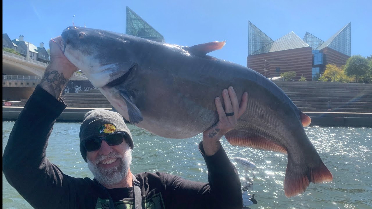 Big Catfish on the Tennessee River! - YouTube