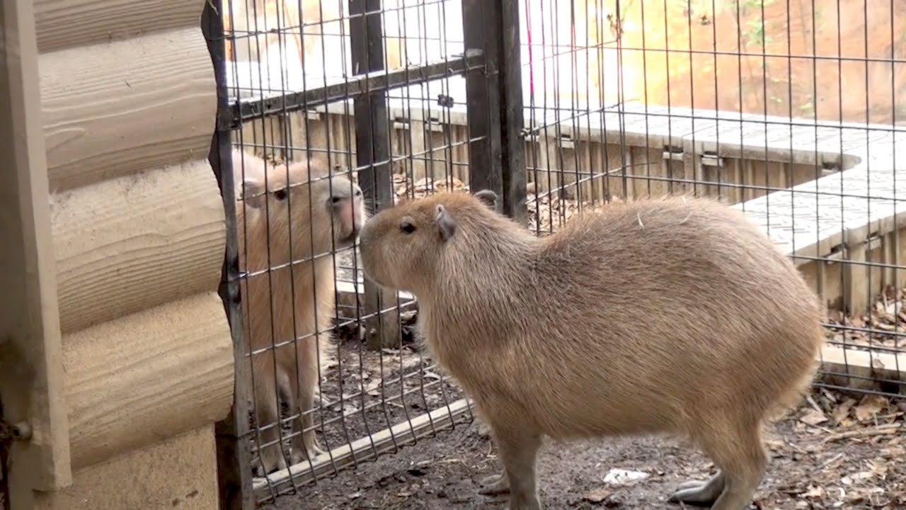 カピバラ 冬のドナタ チェリーだよ 大宮公園小動物園 Youtube