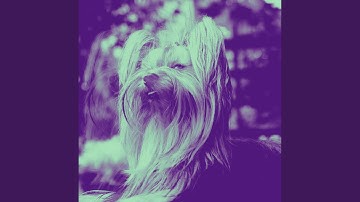 Pulsating Piano Jazz - Vibe for Unwinding Pups