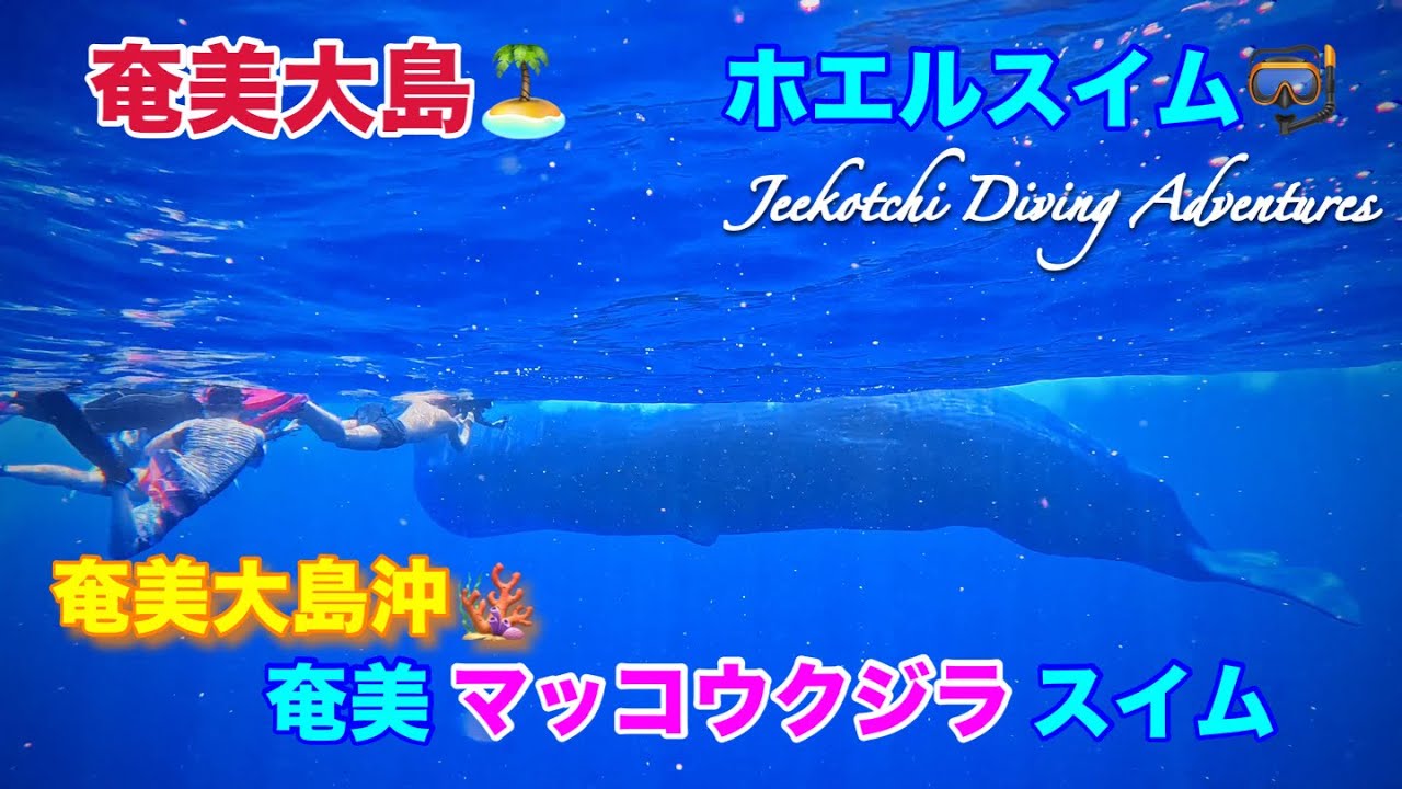 奄美大島🏝ホエルスイム🤿奄美大島沖🪸奄美マッコウクジラスイム
