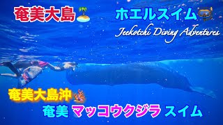 奄美大島🏝ホエルスイム🤿奄美大島沖🪸奄美マッコウクジラスイム