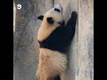 Pandas are basically little drunk people and heres the proof2019