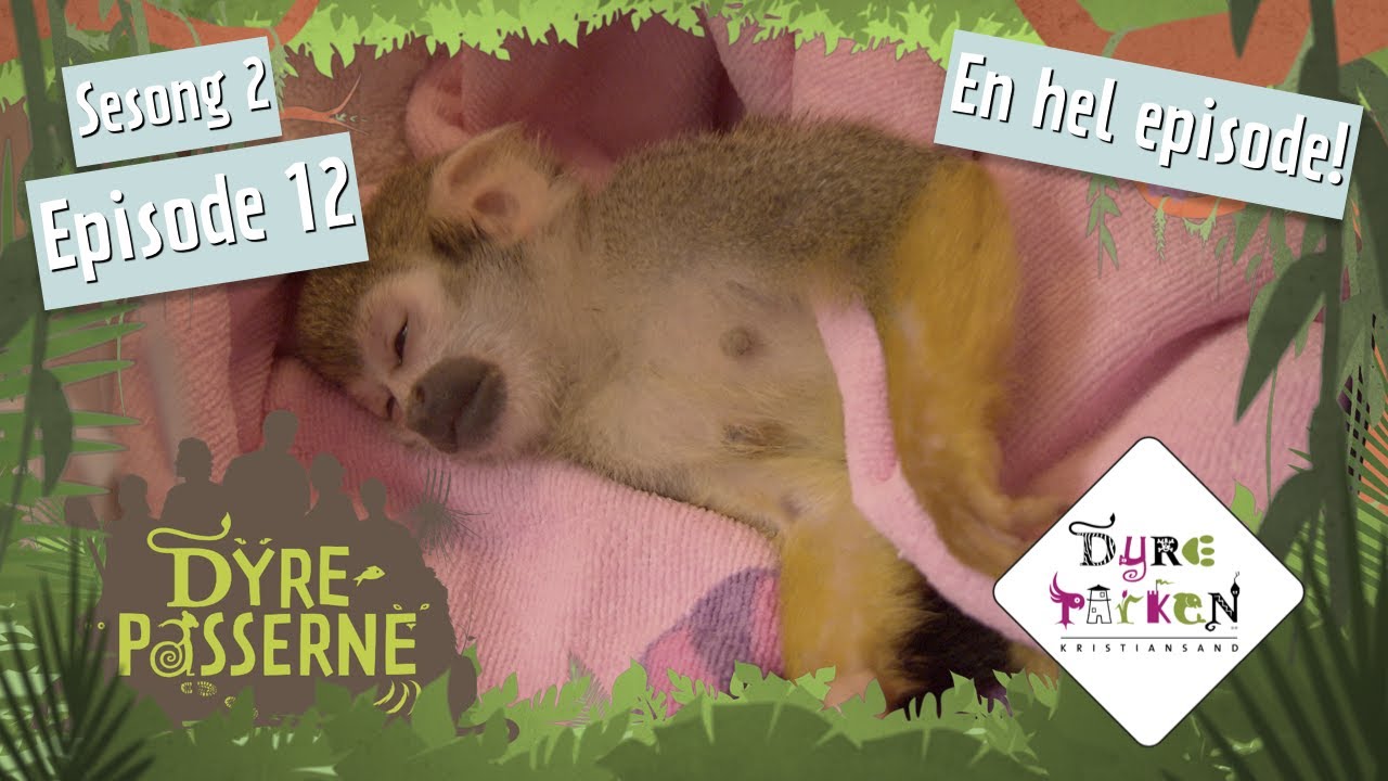 Ekornapen Ida må ha keisersnitt | Dyrepasserne S2E12 | Dyreparken