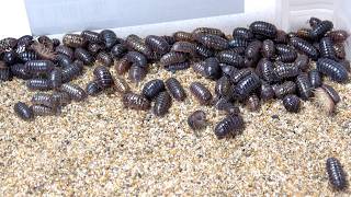 アリジゴクが潜む砂場に大量のダンゴムシをぶちまける