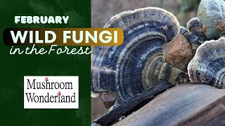 Wild Fungi in the Forest Feburary 2024 foray