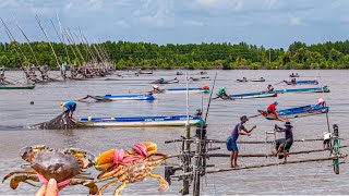 Dn y Sng Khng Nht ng Trang C Mau  Cua Nm Cn c Sn Ngon Nh Mi