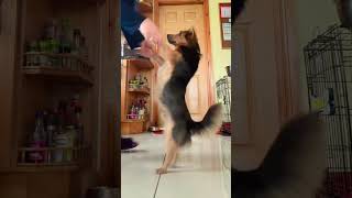 He loves lambada#jackrussellterrier #petlover #funnyshorts #cuteanimals #tiktokvideos #puppy