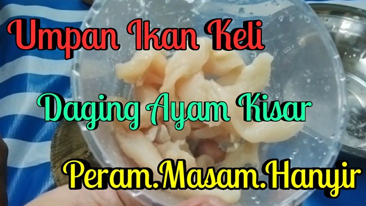 Umpan Ikan Keli 